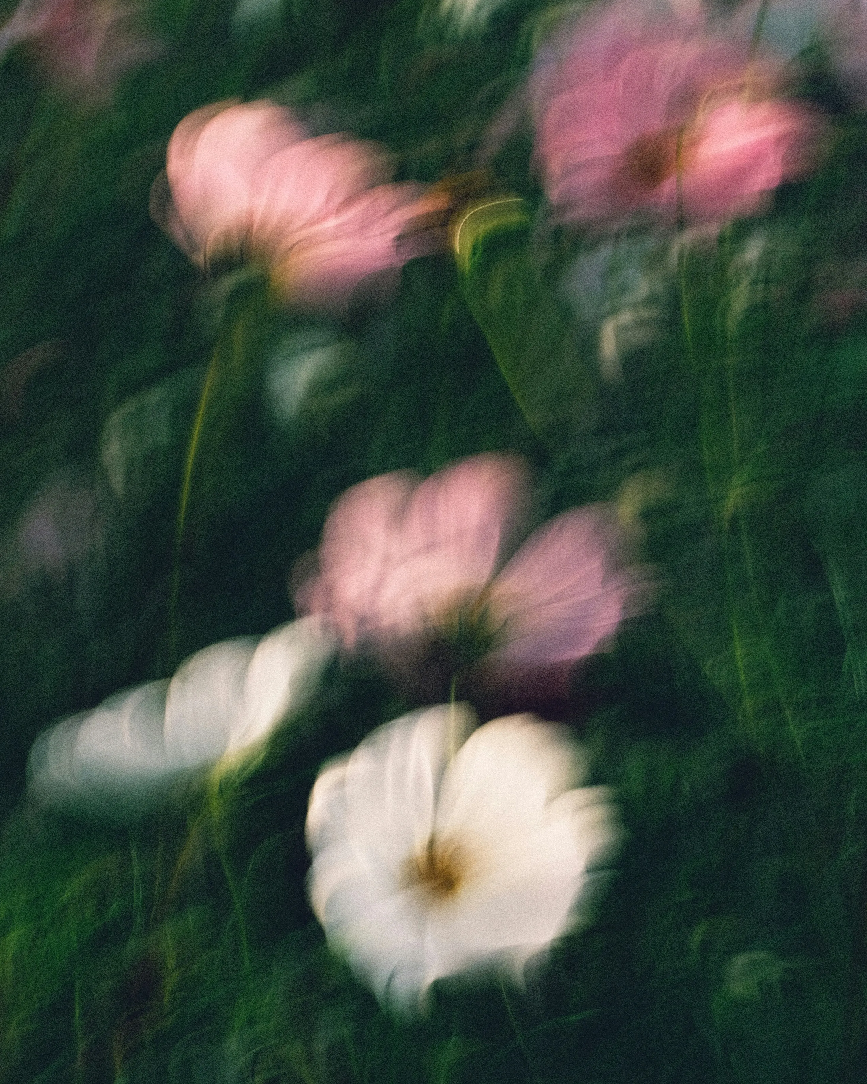Blurred image of pink and white flowers with green stems and leaves in the background.